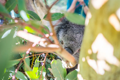 Close-up of squirrel