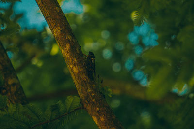 Close-up of lizard on tree branch