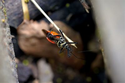 High angle view of insect on the drain in the forest