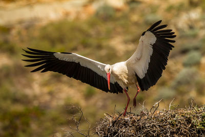 Bird flying in a field