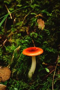 Close-up of mushroom growing on field