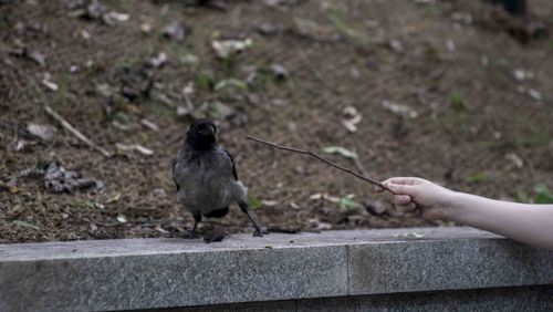 Close-up of hand holding bird