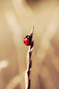 Close-up of ladybug on flower