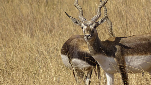 Deer in a field