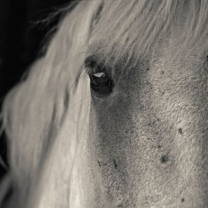 Close-up of horse eye