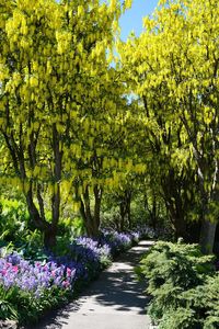 View of blooming tree