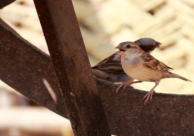 Close-up of bird perching outdoors