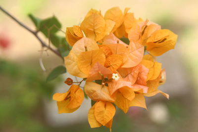 Close-up of orange flowering plant