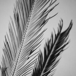 Black and white close up of a palm frond