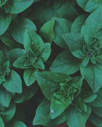 Full frame shot of water drops on leaves