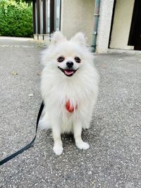 pet