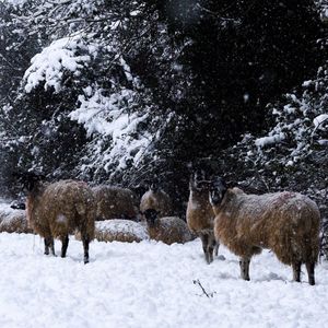 Sheep on snow