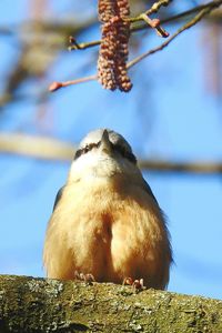 Low angle view of bird perching on branch