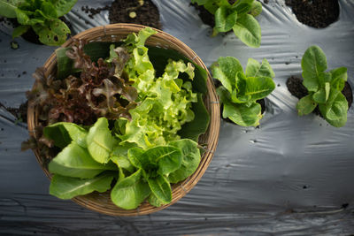 High angle view of vegetables in bowl on table