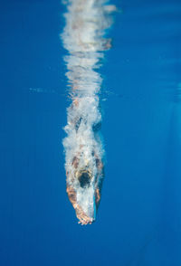 Mid adult woman swimming in pool