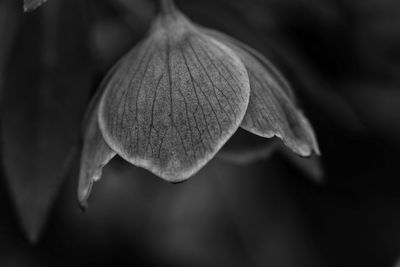 Close-up of flower against blurred background