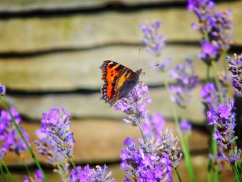 Close-up of butterfly pollinating on purple flowers