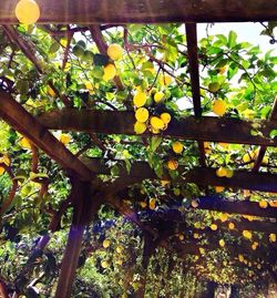 Close up of yellow flowers