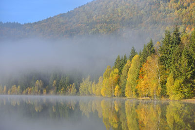 Scenic view of lake in forest during autumn