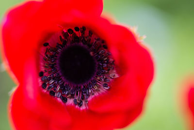Close-up of red poppy blooming outdoors