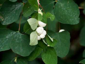 Close-up of white flowering plant