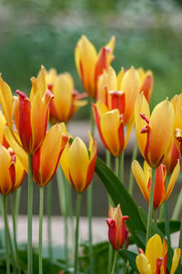 Close-up of yellow tulips