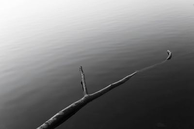 High angle view of bird on lake