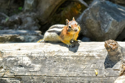 Close-up of chipmunk on wood