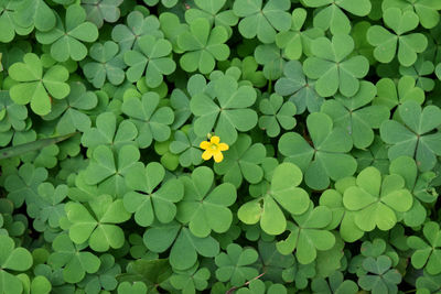 High angle view of flowering plant