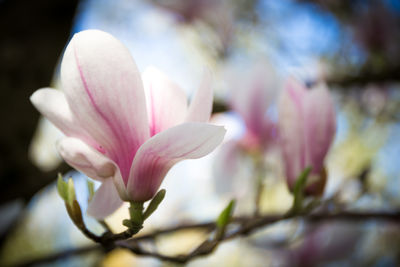 Close-up of pink flower