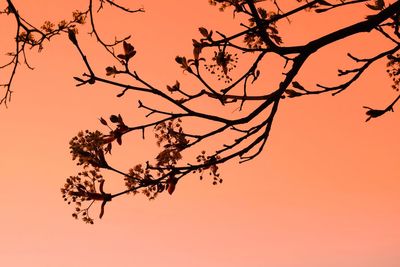 Low angle view of silhouette tree against sky