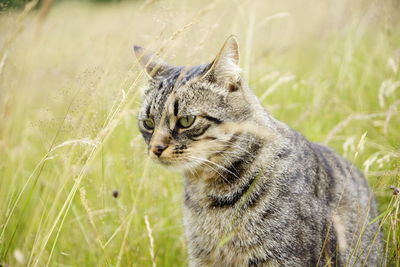 Close-up of a cat looking away