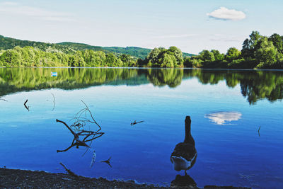 Swans swimming in lake against sky