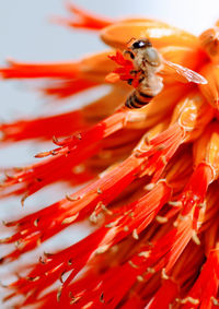 Close-up of insect on red flower