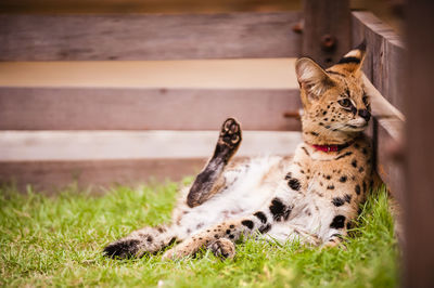 Close-up of wild cat looking away while sitting on grass at zoo