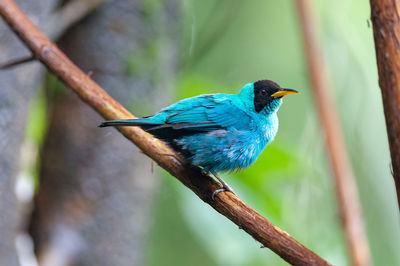 Green honeycreeper - chlorophanes spiza male perching on a branch