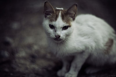 Close-up portrait of kitten