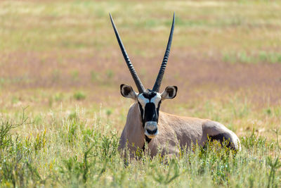 Close-up of deer on field