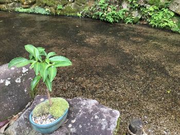 Plants growing outdoors