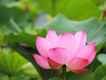 Close-up of pink water lily