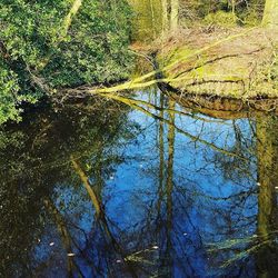 Reflection of trees in lake