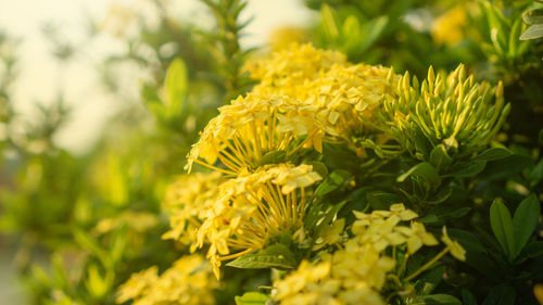 Bunches of yellow color petals ixora flower plant blossom on blurry green leaves backgrounds 