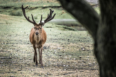Deer standing in a field