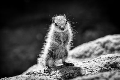 Close-up of a chipmunk on rock