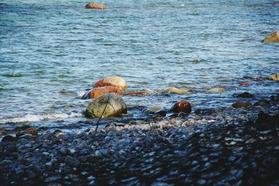 Close-up of birds on beach