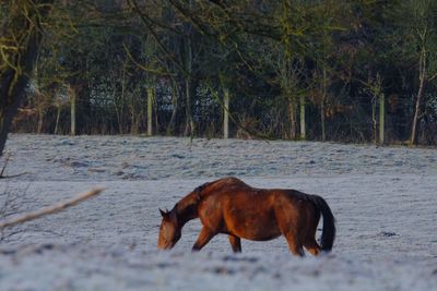 Horse on riverbank