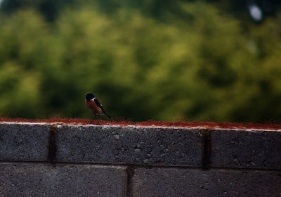 Bird perching on retaining wall