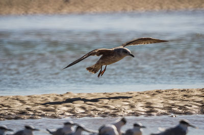 Bird flying over sea shore