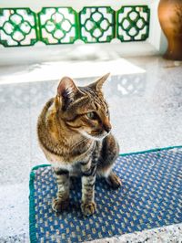 Cat sitting on floor