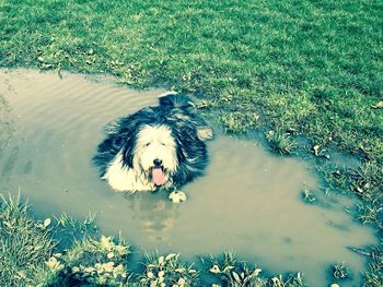 High angle view of dog in water